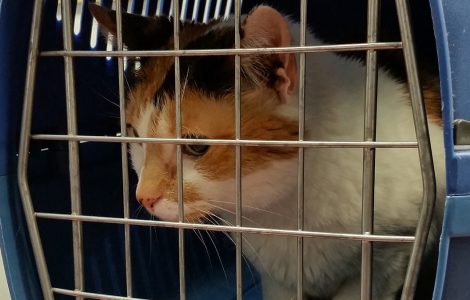 comment transporter chat voiture securite